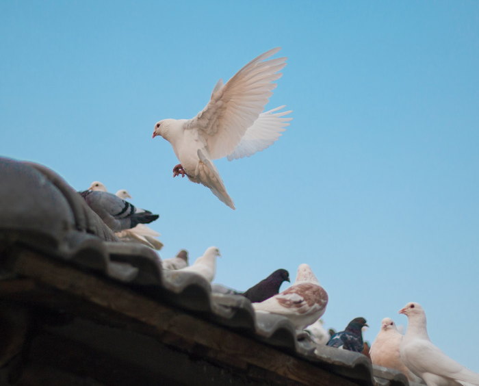 Weiße Taube mit ausgebreiteten Flügeln fliegt über ein Dach voller Tauben unter blauem Himmel.